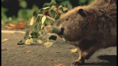 poster-11940-bridgestone-pneu-carma-236x132