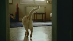 poster-11944-coco-de-mer-sex-shop-plaisirs-quotidiens-236x132