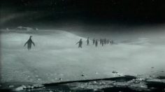 poster-11976-guinness-penguins-236x132