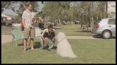 poster-11983-bud-light-dog-training-236x132