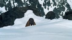 poster-12029-goodyear-ultra-grip-performance-tyres-mate-236x132