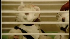 poster-12068-meteor-hamster-voyageur-236x132