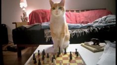 poster-12069-meetup-com-chess-236x132