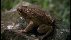 poster-12072-top-digital-audio-productions-frog-236x132