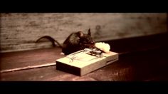 poster-12080-john-nolan-films-nolan-s-cheddar-236x132