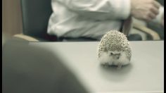 poster-12093-mystocks-herisson-236x132