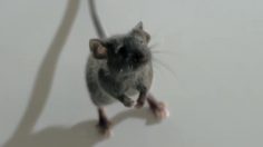 poster-12277-centraal-beheer-mouse-236x132