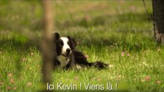 poster-12323-renault-sandero-stepway-frisbee-236x132