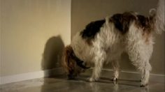 poster-12345-hi-telephonie-mobile-crying-236x132