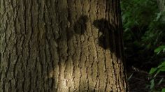 poster-12359-greenpeace-greenpeace-orgforestlove-forestlove-236x132