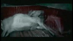 poster-12366-pure-fm-the-deer-hunter-236x132