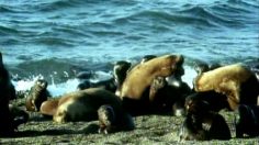 poster-12368-protection-animaux-pandarescue-org-whales-236x132