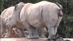 poster-12401-zoo-auckland-parc-zoologique-poo-236x132