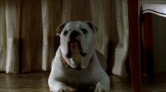 poster-12415-canon-eos-kiss-before-it-s-too-late-236x132