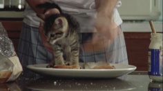 poster-12437-swedish-fish-bonbons-cat-sandwich-236x132