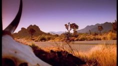 poster-125-harley-davidson-tasty-bee-236x132