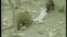 poster-12520-proximus-bear-236x132