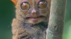 poster-12536-zoo-wellington-saint-valentin-adults-only-236x132