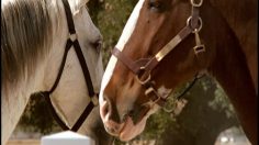 poster-12543-budweiser-daisy-and-romeo-236x132