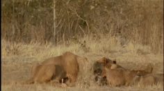 poster-12687-national-geographic-animal-book-hand-236x132