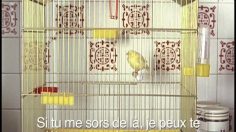 poster-12716-mtv-bird-236x132