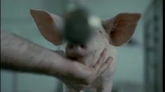 poster-12737-boom-comedy-pig-236x132