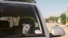 poster-12744-volkswagen-polo-dog-confidence-236x132