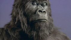 poster-12765-cadbury-dairy-milk-gorilla-236x132