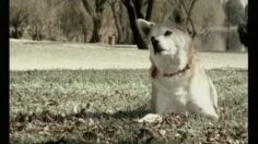 poster-12769-stimorol-chewing-gum-bum-sniffer-236x132