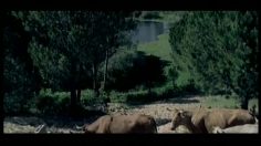 poster-12873-cowparade-cowboy-236x132