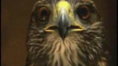 poster-12913-el-pais-el-suertudo-236x132