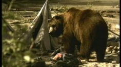 poster-12958-smirnoff-ice-bear-236x132