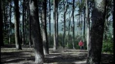 poster-1298-der-standard-presse-timber-236x132