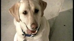 poster-12988-collective-du-lait-got-milk-d-string-236x132