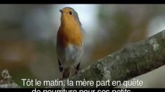 poster-13047-panasonic-tondeuse-birds-236x132