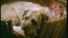 poster-13062-wall-s-micro-sausages-la-fessee-236x132