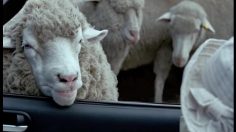 poster-13147-centraal-beheer-achema-sheep-236x132