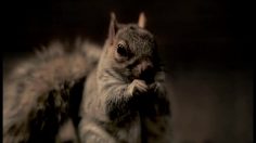 poster-13151-john-nolan-films-nolan-s-nuts-236x132