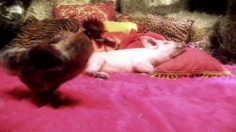 poster-13176-telepizza-coq-amoureux-236x132