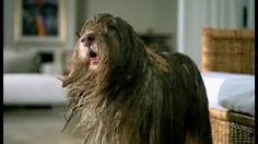 poster-13178-friskies-wet-dog-236x132