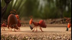 poster-13230-de-lijn-ants-236x132