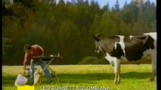 poster-13396-heinz-ketchup-vache-236x132