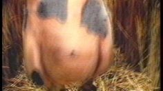 poster-13409-colman-s-moutarde-staying-alive-236x132