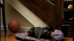 poster-1341-campofrio-jamon-cocido-chispita-236x132