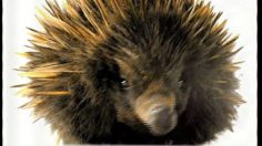 poster-13424-chupa-chups-herisson-236x132