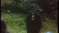 poster-13443-esso-pas-si-betes-236x132