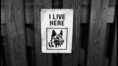 poster-13533-lloyd-s-bank-guard-dog-not-236x132