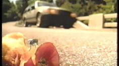 poster-13572-anti-tabac-la-mouche-236x132