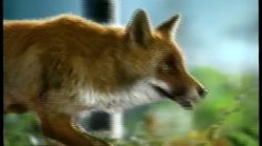 poster-13646-boursin-les-renards-236x132