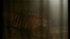 poster-13683-fnaim-gladiator-236x132